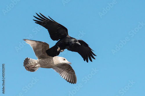 Carrion Crow  Crow  Corvus Corone