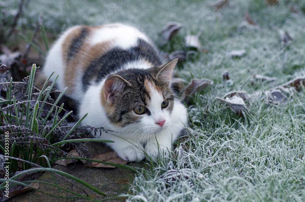 Hüsche, junge Katze liegt im Winter auf dem gefrorenen Rasen