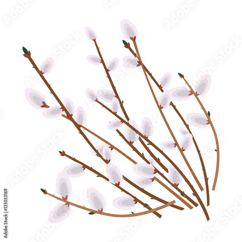 willow branches isolated