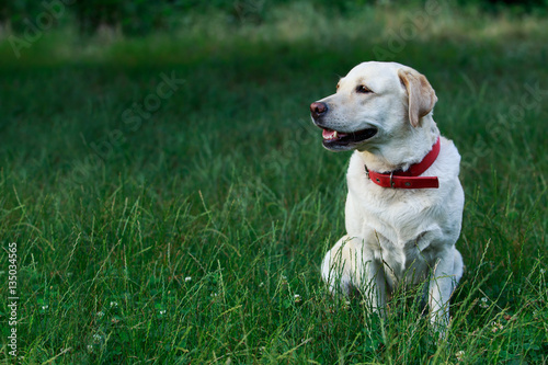 dog breed Labrador © deviddo