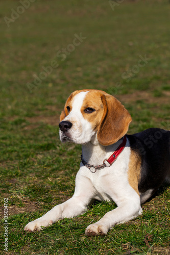 Fototapeta Naklejka Na Ścianę i Meble -  dog breed beagle