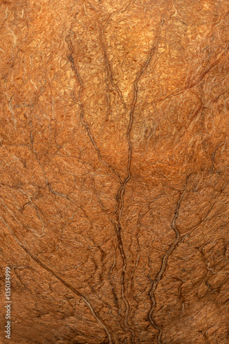 Canvastavla Wood fiber texture of nutshell, closeup, gold-brown background
