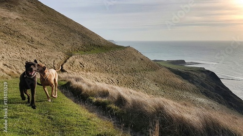 Canvas Print Dogs running along hillside with sea and sky in background
