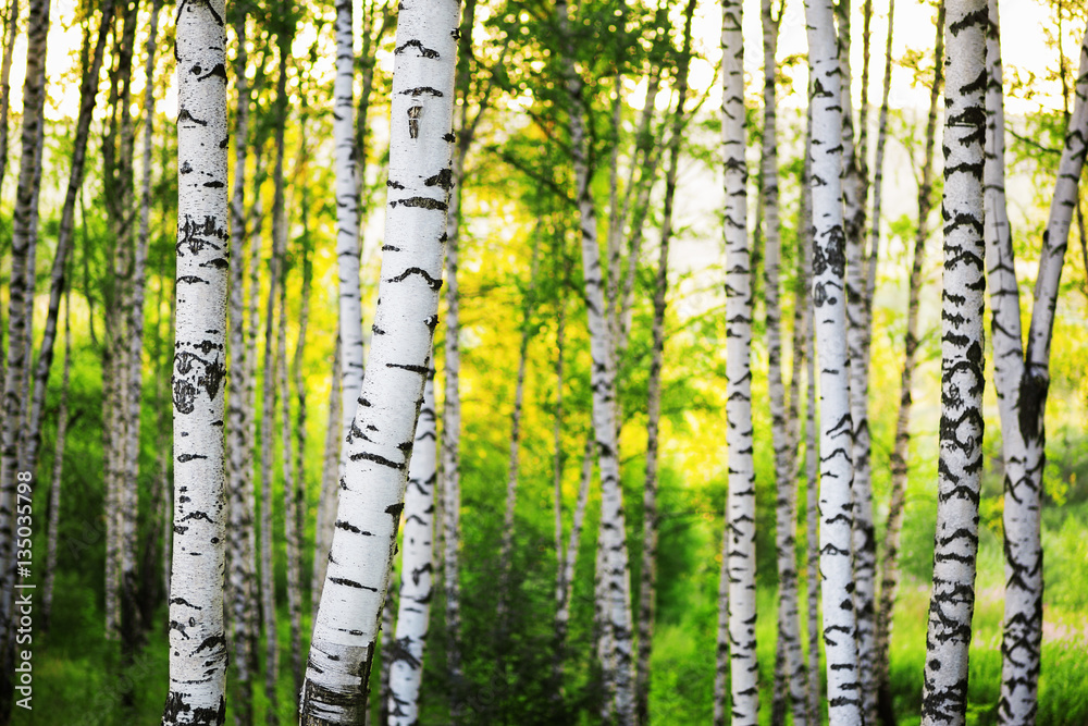 Fototapeta premium summer in sunny birch forest