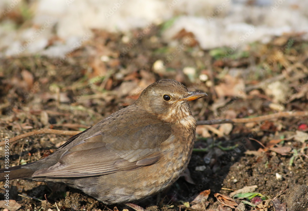 Eurasian Blackbird, Turdus merula Eurasian Blackbird, Turdus merula