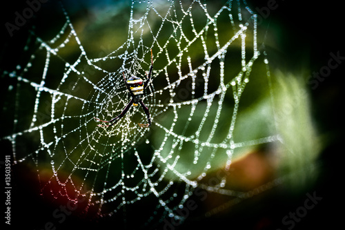 Wasp spider of a web with dew drops