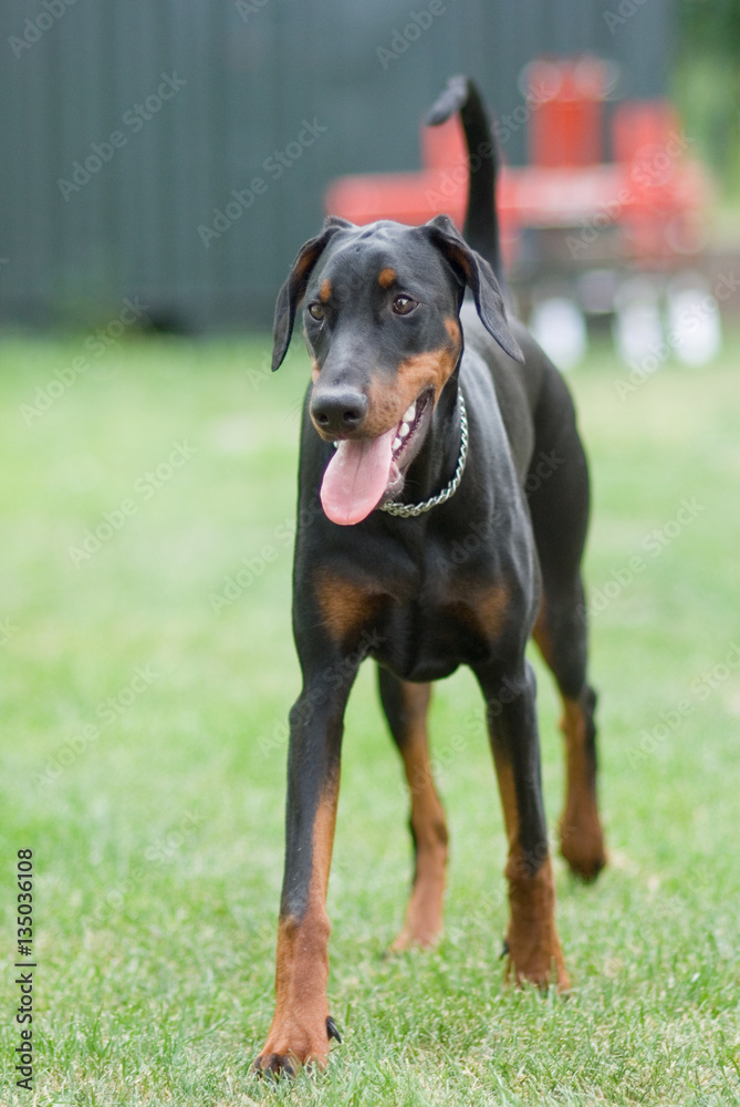 Dobermann läuft durch Garten