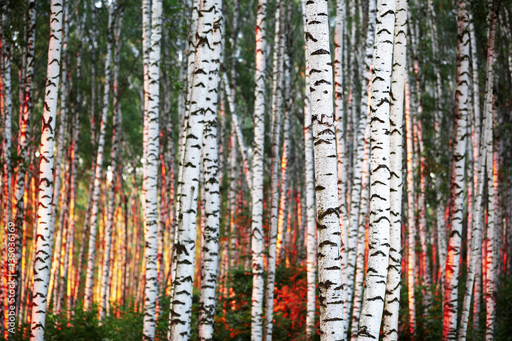 Obraz premium summer in sunny birch forest