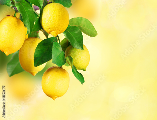 Zitronen am  Baum photo