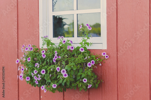 blooming flowers in a window box
