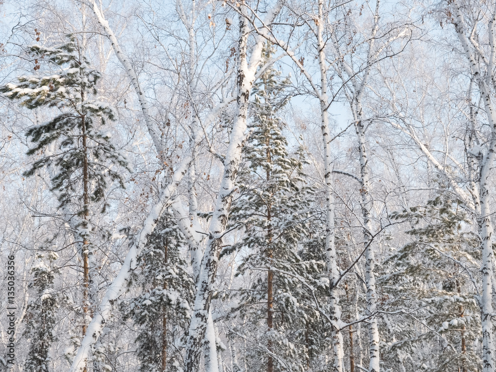 The trees in the forest covered with snow