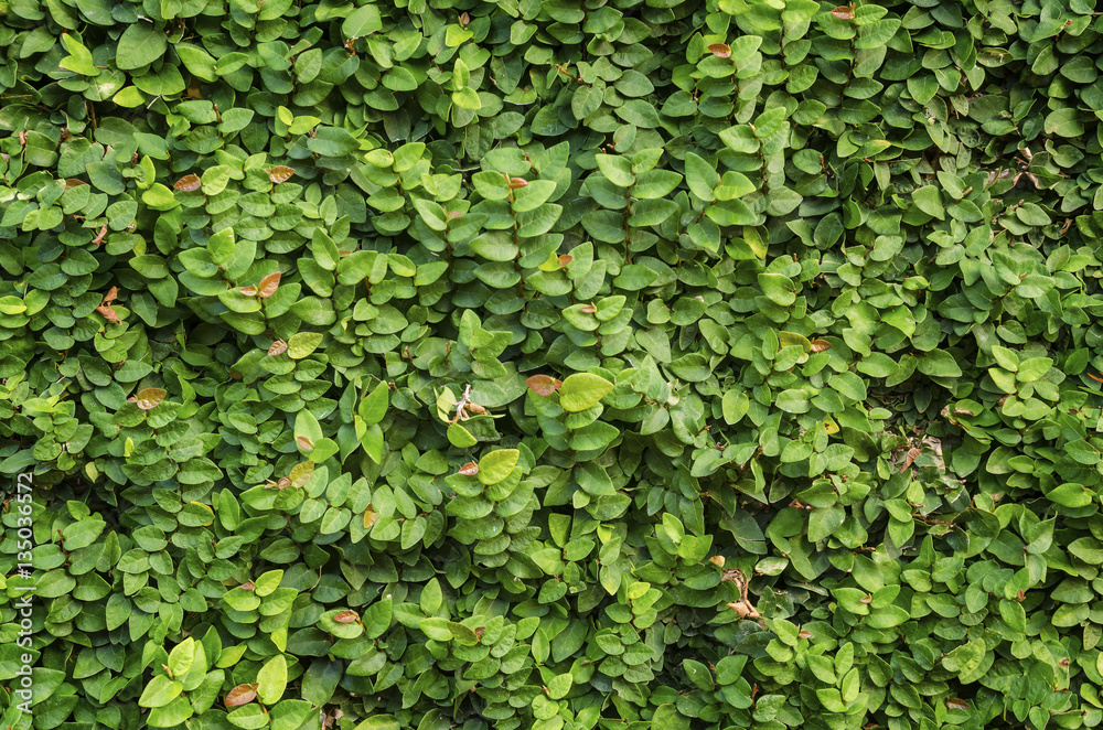 Pattern of green leafs