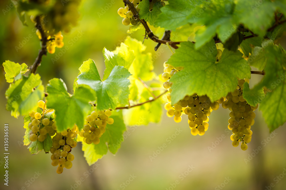 Ripe white grapes in the vineyard Ripe white grapes in the vineyard