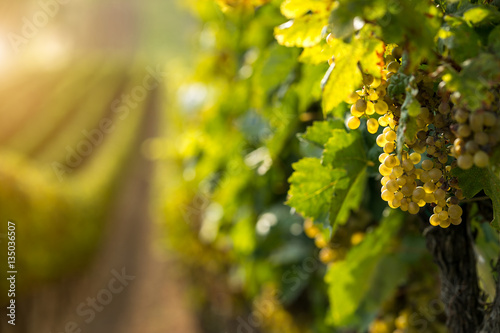 White wine grapes in the vineyard photo