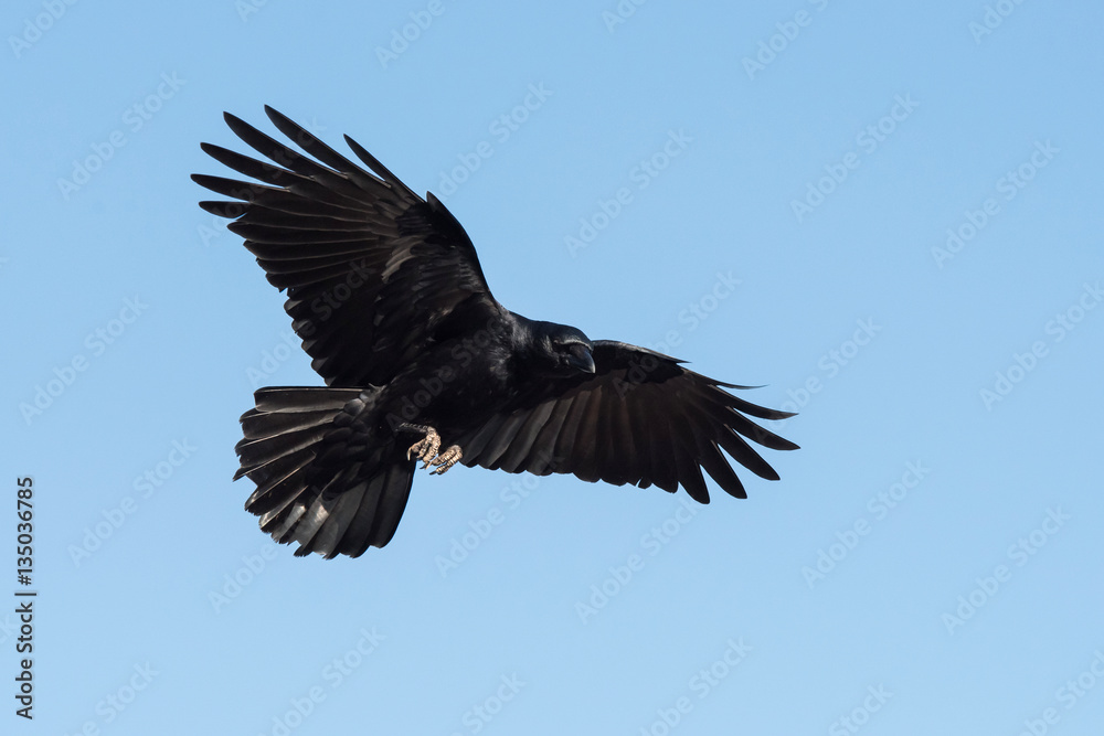 Carrion Crow, Crow, Corvus Corone Carrion Crow, Crow, Corvus Corone