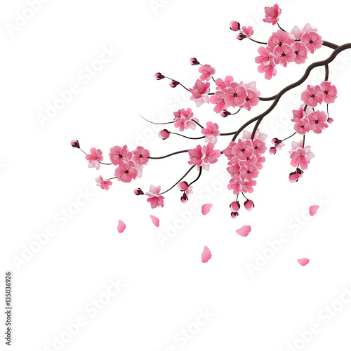 Japanese sakura. The branch of dark pink sakura blossom. Isolated on white background. illustration