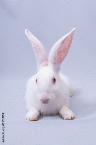 white fluffy bunny with big ears lying