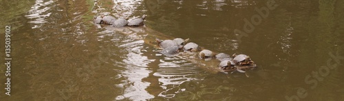 Familia de tortugas