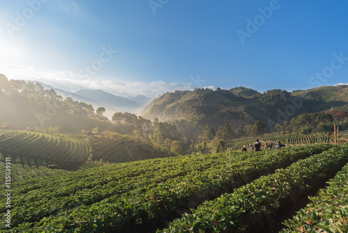 Strawberry farm. Doi Ang Khang National Park, Thailand