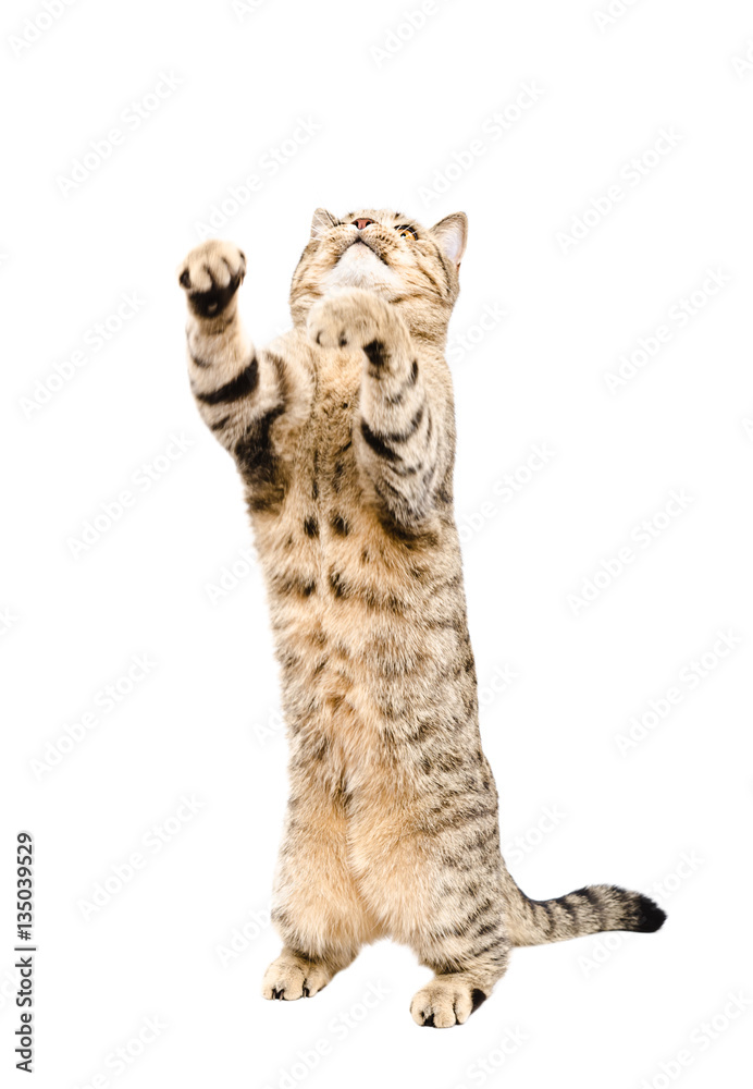 Fototapeta premium Playful cat Scottish Straight, standing on his hind legs