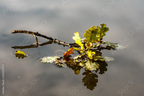 Oak Branch