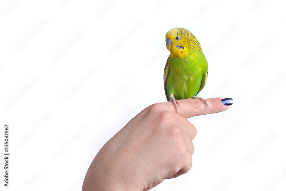 Fototapeta premium Green and yellow budgerigar parrot (Melopsittacus Undulatus) on woman hand, isolated on white background