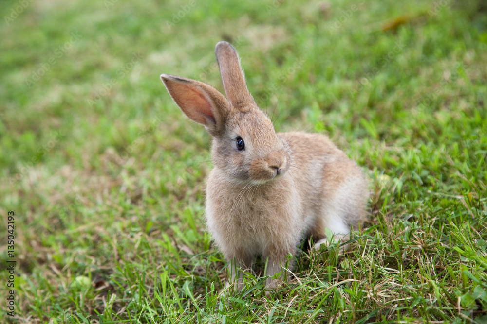 Bunny rabbit on the grass Bunny rabbit on the grass