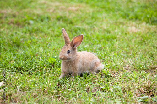 Bunny rabbit on the grass