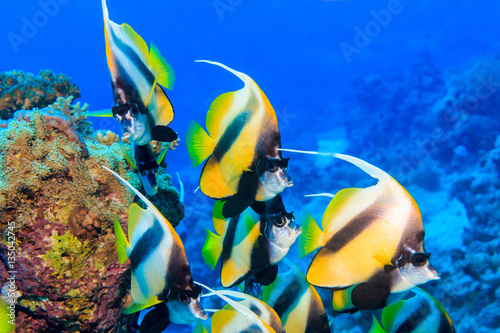 A flock of fish at the bottom of the red sea. Underwater photogr
