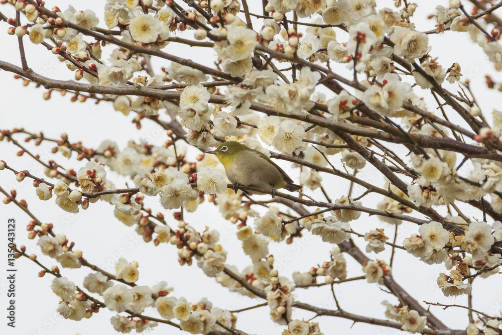 Plums and Japanese White-Eye in Tokyo - Japanese early spring - Plums and Japanese White-Eye in Tokyo - Japanese early spring -