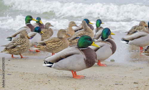 Wild ducks on the shore