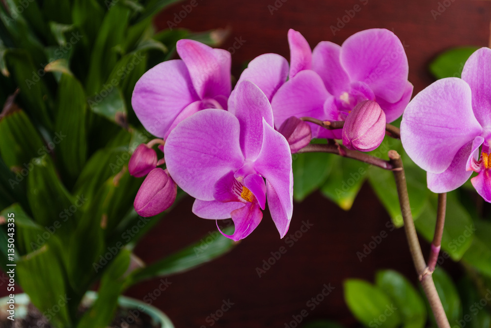 Obraz premium Kwiaty orchidei na drewnianym stole. Kwiaty doniczkowe.