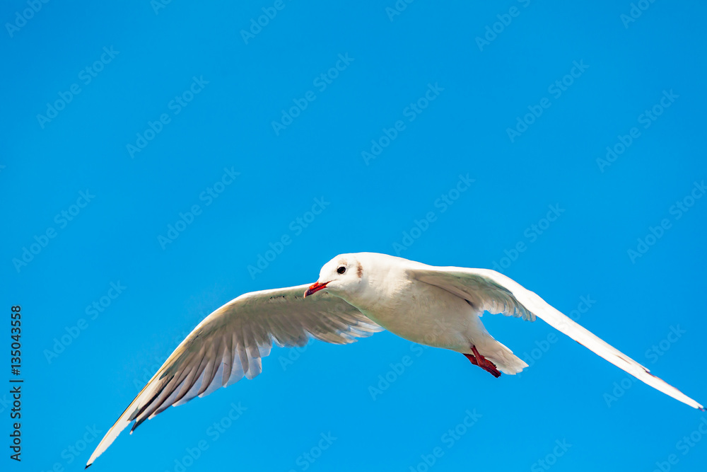Fototapeta premium view of a alone seagull on the sea