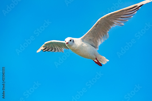 view of a isolated seagull on the sea