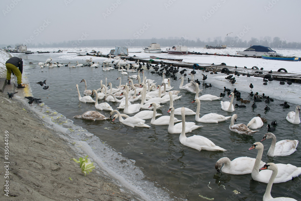 Frozen Danube river with swans, seagulls, ducks and coots eating