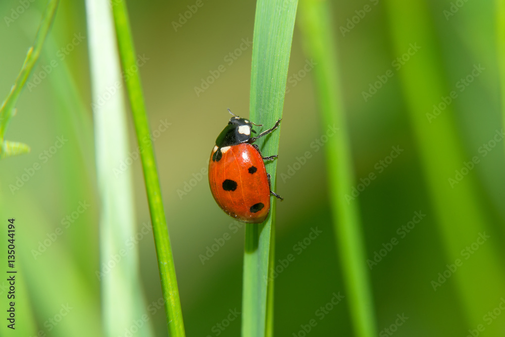 Ladybug crawling on a green blade of grass up