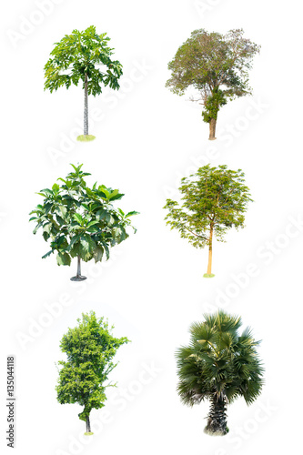 Collection trees on white background of isolated 