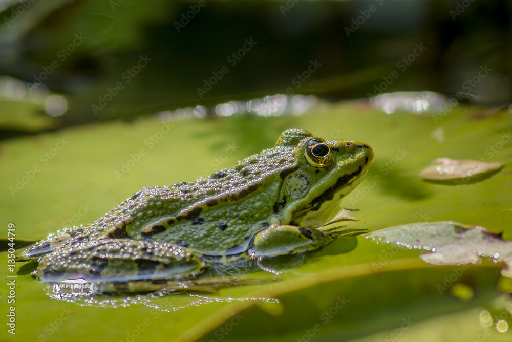 Obraz premium Einheimischer Teichfrosch