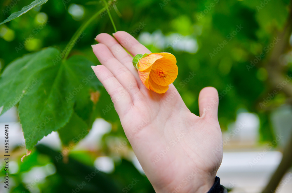 Abutilon hybridum, Flowering maple, Chinese Lantern, shrub with maple