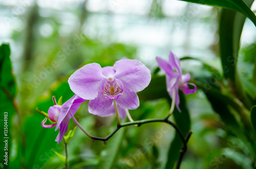 Fototapeta Naklejka Na Ścianę i Meble -  Orchid - the queen of flowers, bloomed in a botanical garden.