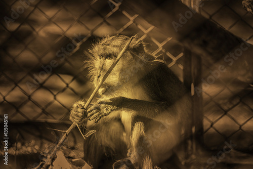 Monkey in cage old brown tone