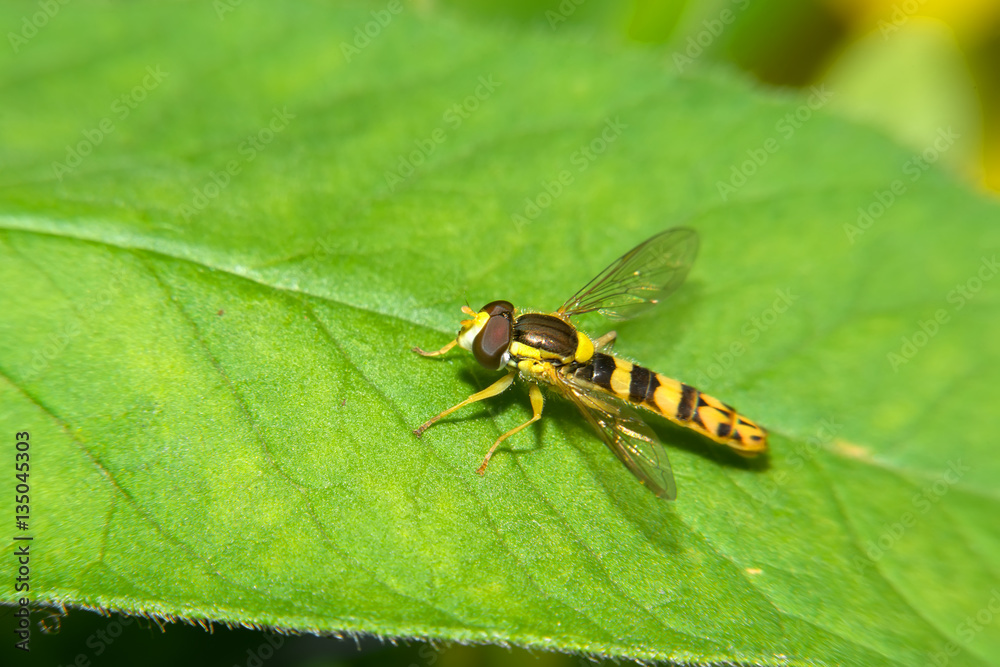 Fototapeta premium A macro shot of a Hoverfly sits on a green leaf