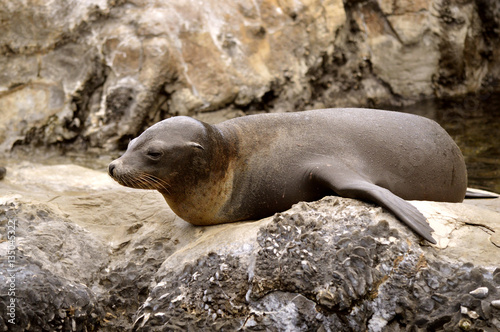 Sea lion basking on the rocks