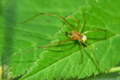 The yellow spider sits on green leaf