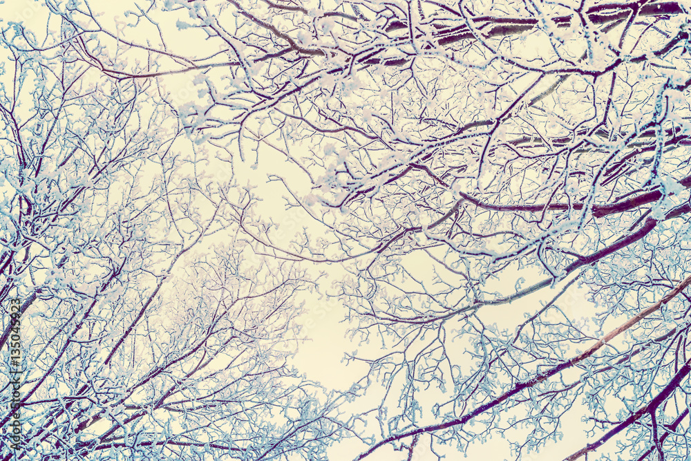 Winter nature background  with hoar frost covered tree branches, view from the bottom
