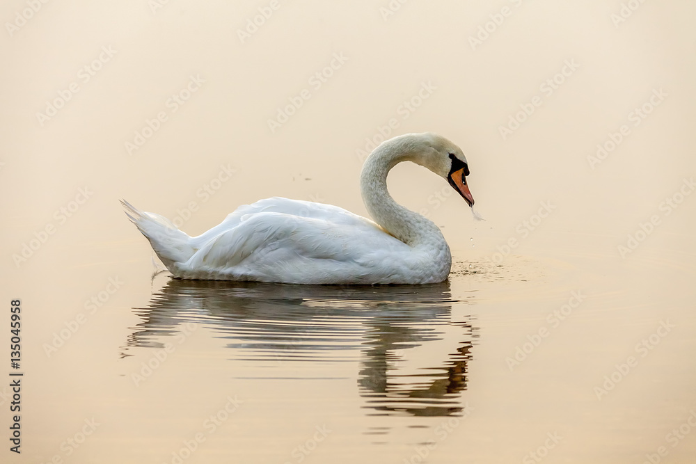 Tranquility Tranquility