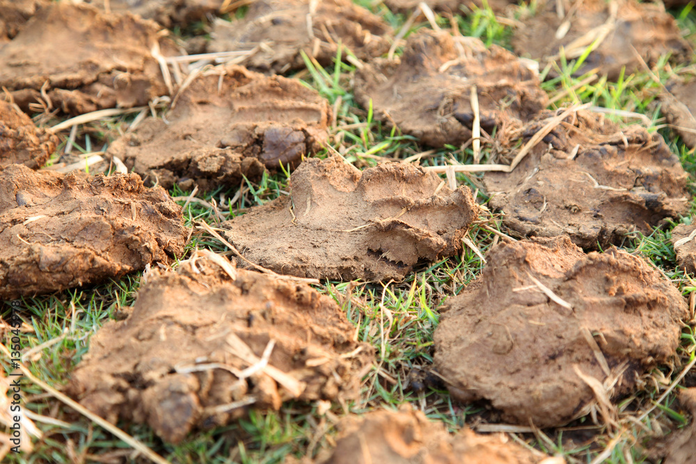 Pile of dry cow dung cakes. Drying on the sun Pile of dry cow dung cakes. Drying on the sun