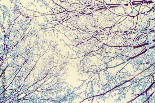 Winter nature background with hoar frost covered tree branches, view from the bottom
