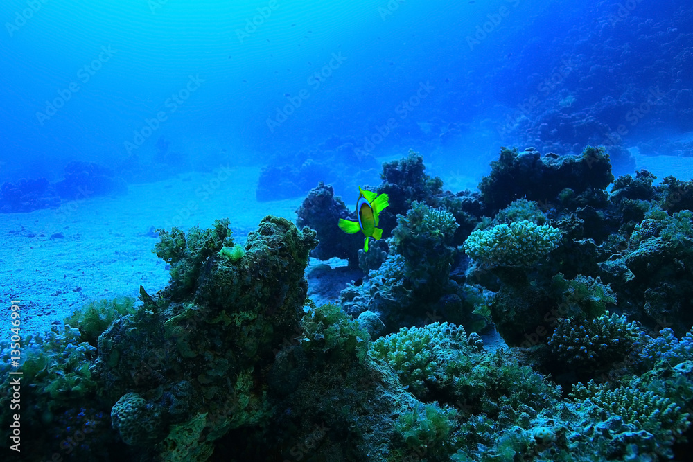 tropical sea underwater landscape