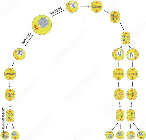 Mitosis and meiosis comparison of phases scheme